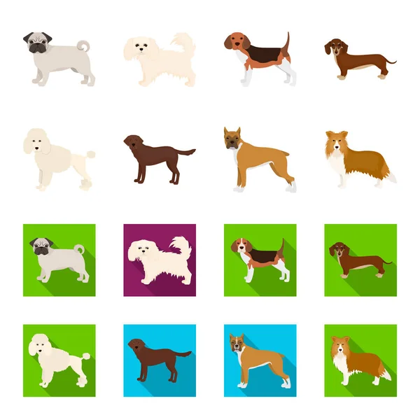 Perro razas de dibujos animados, iconos planos en la colección de conjuntos para design.Dog mascota vector símbolo stock web ilustración . — Vector de stock