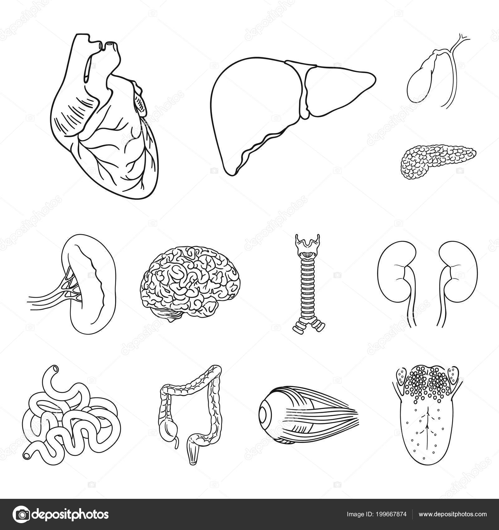 人間の臓器は、設計のためのセットのコレクションのアイコンを概説します。解剖学と内臓のベクトル シンボル ストック web イラスト. Stock  Vector by ©PandaVector 199667874