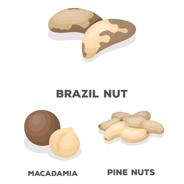 Diversi tipi di dadi icone dei cartoni animati in collezione set per design.Nut Food vettore simbolo stock web illustrazione . — Vettoriale Stock