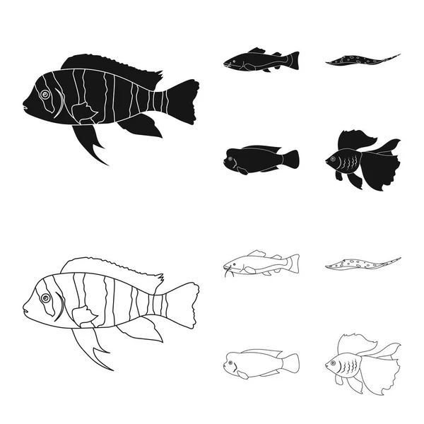 Frontosa, cichlid, phractocephalus hemioliopterus.Fish conjunto coleção ícones em preto, esboço estilo vetor símbolo estoque ilustração web . — Vetor de Stock