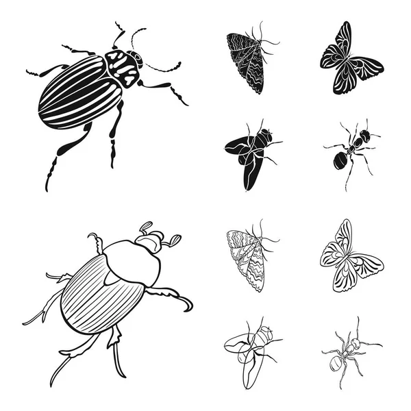 Arthropodes insecte scarabée, papillon nocturne, papillon, mouche. Ensemble d'insectes icônes de collection en noir, contour style vectoriel symbole stock isométrique illustration web . — Image vectorielle