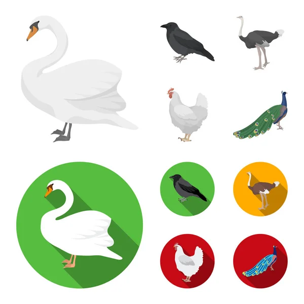 乌鸦, 鸵鸟, 鸡肉, 孔雀。鸟类集合图标在卡通, 平面式矢量符号股票插画网站. — 图库矢量图片