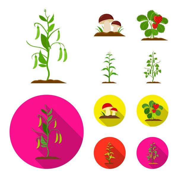 Mushrooms, strawberries, corn, cucumber.Plant set collection icons in cartoon,flat style vector symbol stock illustration web. — Stock Vector