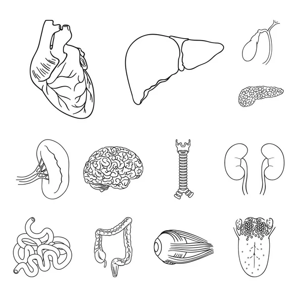 Los órganos humanos esbozan iconos en la colección de conjuntos para el diseño. Anatomía y órganos internos vector símbolo stock web ilustración . — Archivo Imágenes Vectoriales