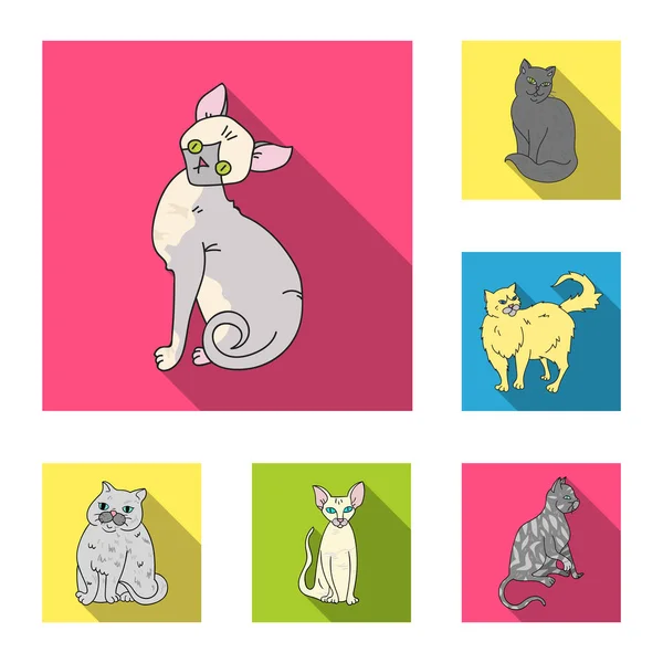 Razze di gatti icone piatte in raccolta di serie per progetto. Pet gatto vettore simbolo stock web illustrazione . — Vettoriale Stock