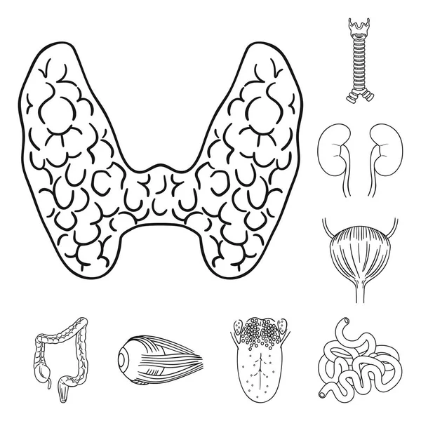 Mänskliga organ disposition ikoner i set samling för design. Anatomi och inre organ vektor symbol lager web illustration. — Stock vektor