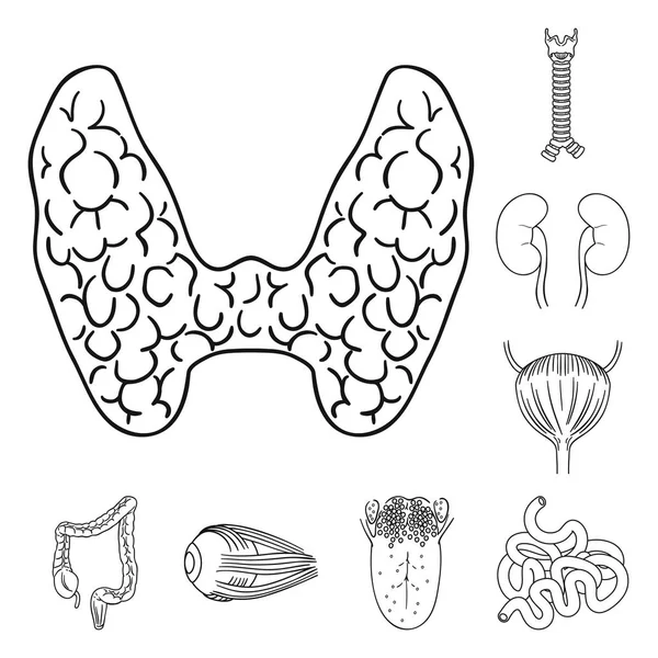 Ανθρώπινα όργανα περίγραμμα εικονίδια στη συλλογή σετ για σχεδιασμό. Ανατομία και τα εσωτερικά όργανα σύμβολο μετοχής web εικονογράφηση διάνυσμα. — Διανυσματικό Αρχείο