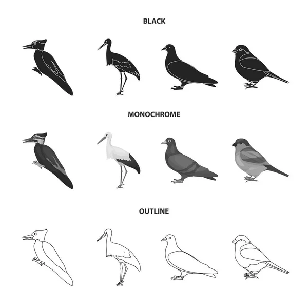 Pic, cigogne et autres. Oiseaux ensemble icônes de la collection en noir, monochrome, contour style vectoriel symbole illustration web . — Image vectorielle