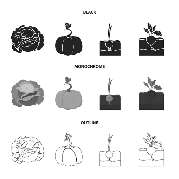 양배추, 호박, 양파, buriak입니다. 식물 블랙, 흑백, 개요 스타일 벡터 기호 재고 일러스트 웹 컬렉션 아이콘을 설정. — 스톡 벡터