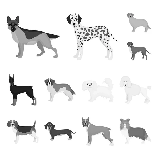 Raças de cães ícones monocromáticos na coleção de conjuntos para design.Dog animal de estimação símbolo vetorial ilustração web stock . —  Vetores de Stock