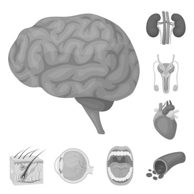 Bir insan tek renkli simgeler kümesi koleksiyonundaki iç organların tasarımı için. Anatomi ve tıp vektör simge stok web çizim.