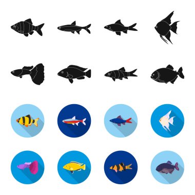 Botia, palyaço, piranha, Çiklit, sinek kuşu, guppy, balık ayarla koleksiyon simgeler siyah, flet stil vektör simge stok çizim web içinde.