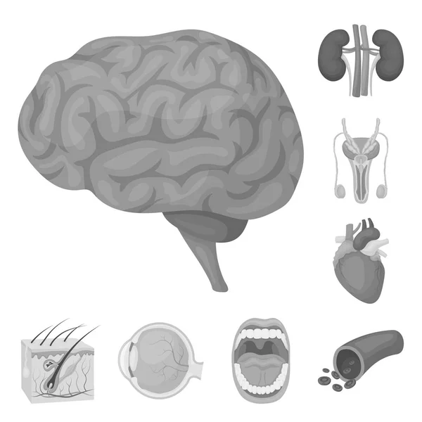 設計のためのセットのコレクションで人間のモノクロ アイコンの内臓。解剖学と医学のベクトル シンボル ストック web イラスト. — ストックベクタ