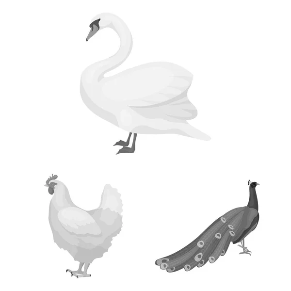 Типы птиц монохромные иконы в наборе коллекции для оформления. Домашняя и дикая веб-иллюстрация векторных символов птиц . — стоковый вектор
