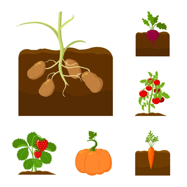 Plante, légume icônes de dessin animé dans la collection ensemble pour le design. Symbole vectoriel jardin et récolte illustration web . — Image vectorielle