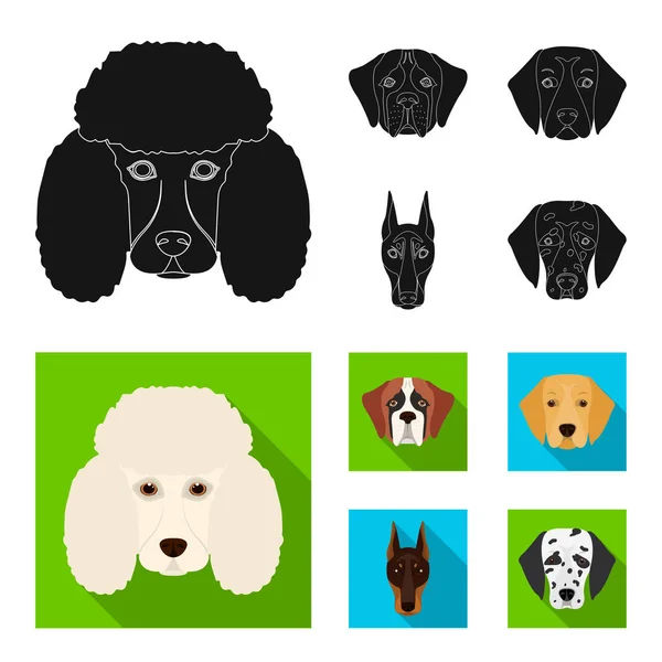 Bozal de diferentes razas de perros.Perro de la raza San Bernardo, golden retriever, Doberman, dálmata conjunto colección iconos en negro, plano estilo vector símbolo stock ilustración web . — Vector de stock