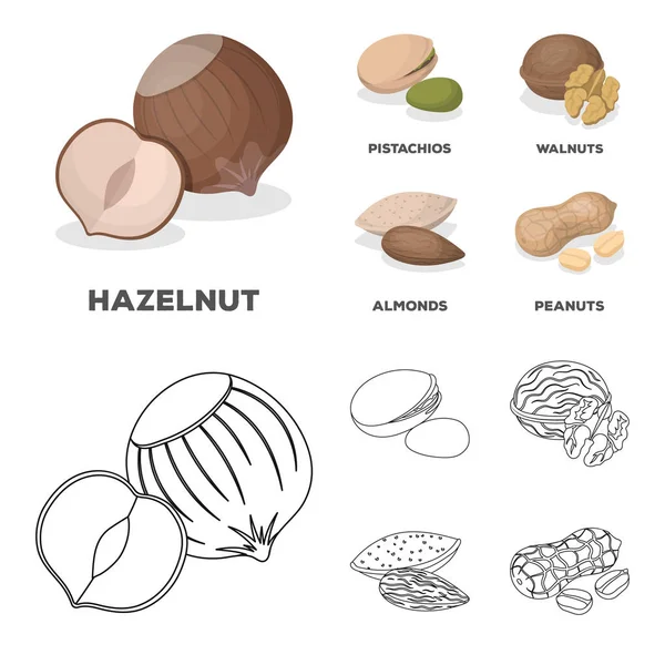 Avellana, pistachos, nuez, almendras. Diferentes tipos de nueces establecen iconos de colección en dibujos animados, contorno estilo vector símbolo stock ilustración web . — Vector de stock