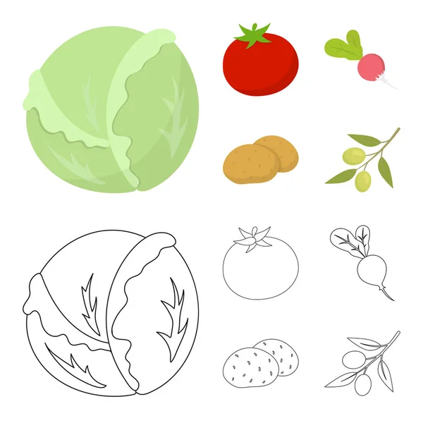Beyaz lahana, kırmızı domates, pilav, patates. Sebze toplama simgeler çizgi film, anahat stili vektör simge stok çizim web ayarla.. — Stok Vektör