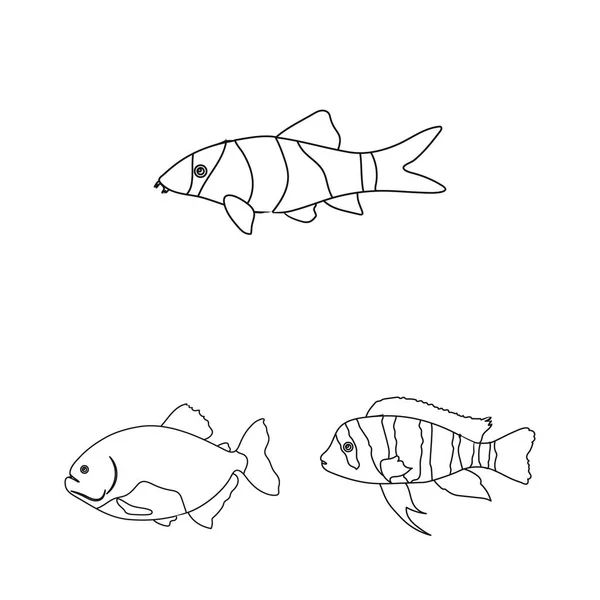 Verschillende soorten vis overzicht pictogrammen in set collectie voor design. Mariene en aquarium vissen symbool voorraad web vectorillustratie. — Stockvector