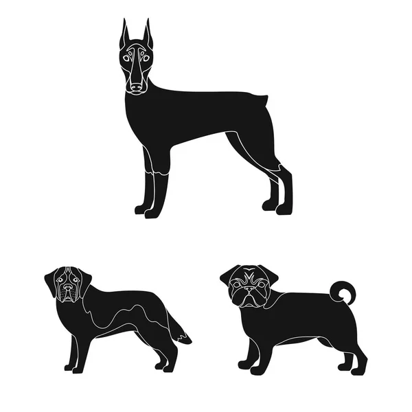 Perro razas negro iconos en conjunto colección para design.Dog mascota vector símbolo stock web ilustración . — Vector de stock