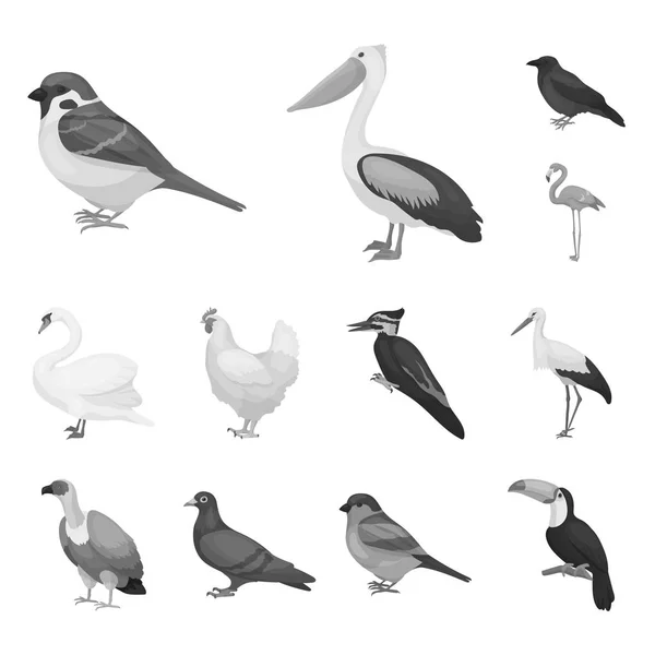 Tipos de aves iconos monocromáticos en la colección de conjuntos para el diseño. Inicio y aves silvestres vector símbolo stock web ilustración . — Vector de stock