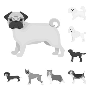 Köpek ırkları set koleksiyonu tasarım için tek renkli simgeler. Köpek evde beslenen hayvan vektör simge stok web çizim.