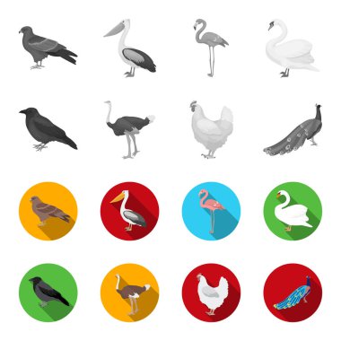 Karga, devekuşu, tavuk, tavus kuşu. Kuşlar toplama simgeler tek renkli, düz stil vektör simge stok çizim web ayarla..