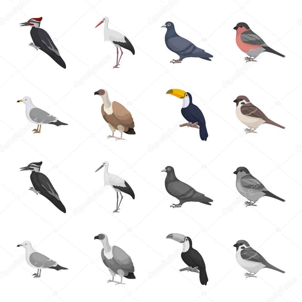 Gull, toucan and other species. Birds set collection icons in cartoon,monochrome style vector symbol stock illustration .