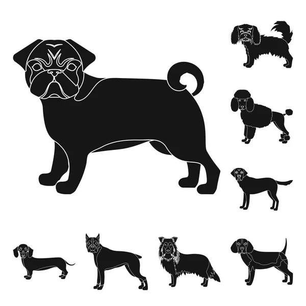 犬の品種は黒デザインのセットのコレクションのアイコンです。犬ペットのベクトル シンボル ストック web イラスト. — ストックベクタ