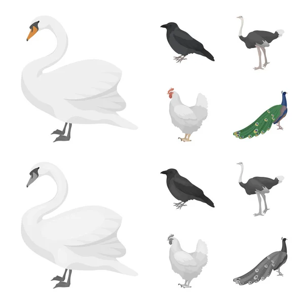 Vrána, pštros, kuře, páv. Ptáci sada kolekce ikon v karikatuře, monochromatické stylu vektor symbol akcií ilustrace web. — Stockový vektor