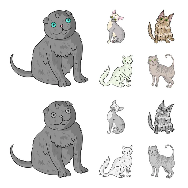 Turkish Angora, British longhair and other species. Cat breeds set collection icons in cartoon,monochrome style vector symbol stock illustration web. — Stock Vector