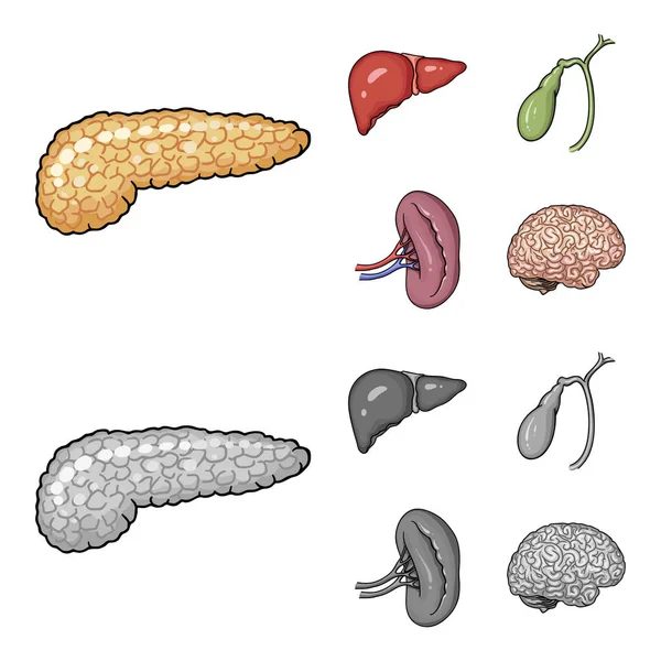 Fígado, vesícula biliar, rim, cérebro. Órgãos humanos conjunto coleção ícones em desenhos animados, estilo monocromático símbolo vetorial estoque ilustração web . — Vetor de Stock