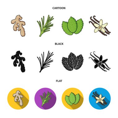 Ginger, biberiye, vanilya, nane. Otlar ve baharatlar toplama simgeler çizgi film, siyah, düz stil vektör simge stok çizim web ayarla.