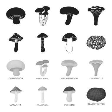 Amanita, porcini, siyah truffle, mantarı. toplama simgeler siyah, tek renkli stil vektör simge stok çizim web ayarla.