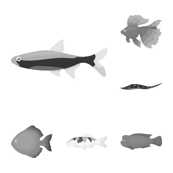 Différents types d'icônes monochromes de poisson dans la collection ensemble pour la conception. Illustration de la toile du symbole vectoriel poisson marin et aquarium . — Image vectorielle