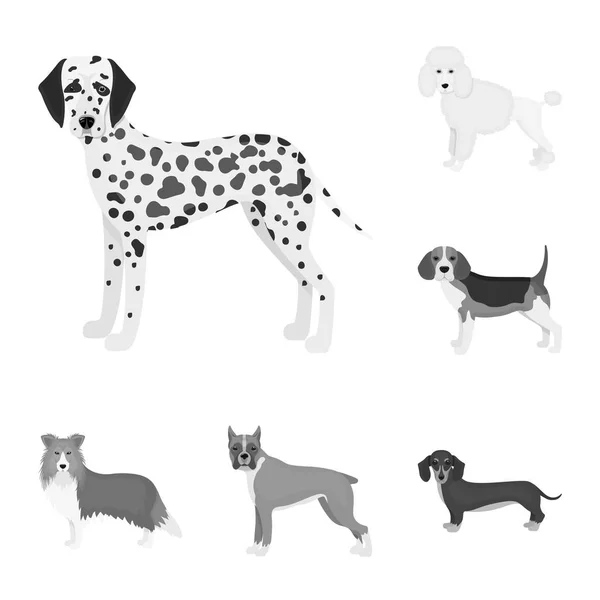 Perro razas iconos monocromáticos en conjunto de colección para design.Dog mascota vector símbolo stock web ilustración . — Vector de stock