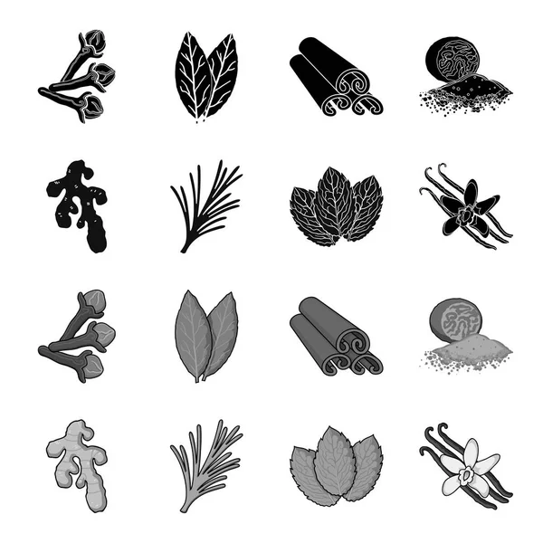 Gingembre, romarin, vanille, menthe. Ensemble d'herbes et d'épices icônes de la collection en noir, symbole vectoriel de style monochrome illustration web . — Image vectorielle