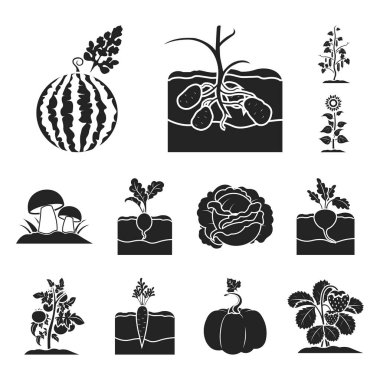 Bitki, sebze siyah simgeler toplama tasarımı için ayarlayın. Bahçe ve hasat sembol stok web illüstrasyon vektör.