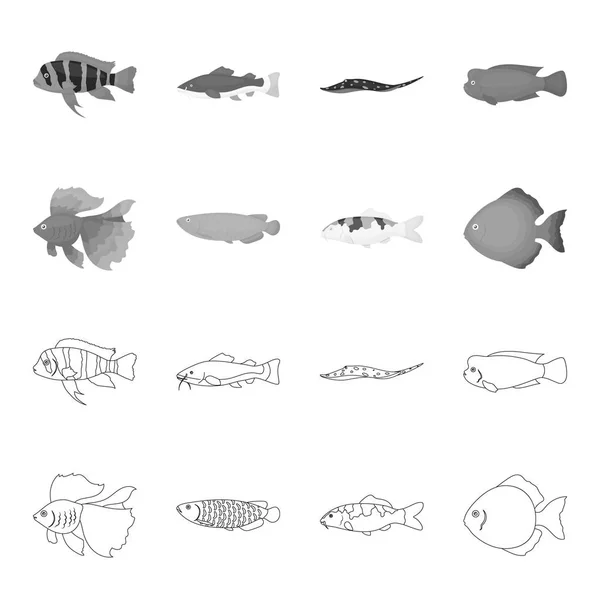 Disco, oro, carpa, koi, esclerópagos, fotmosus.Fish conjunto de iconos de la colección en el contorno, el estilo monocromo vector símbolo stock ilustración web . — Vector de stock