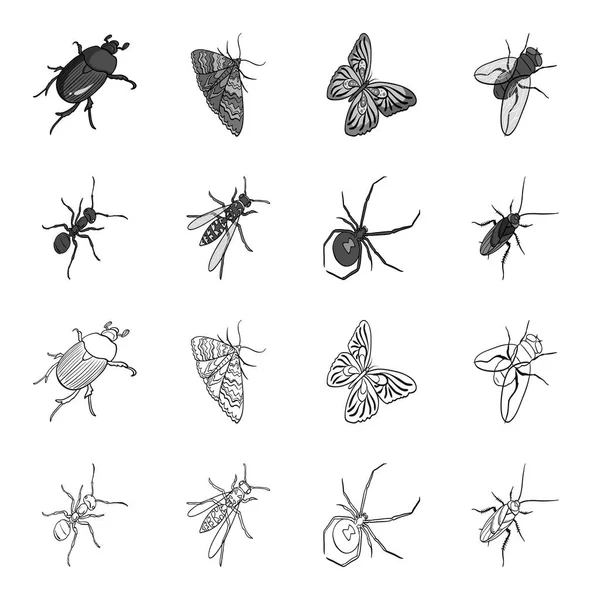 Een insect arthropod, een osa, een spin, een kakkerlak. Insecten instellen collectie iconen in overzicht, zwart-wit stijl vector symbool stock isometrische illustratie web. — Stockvector