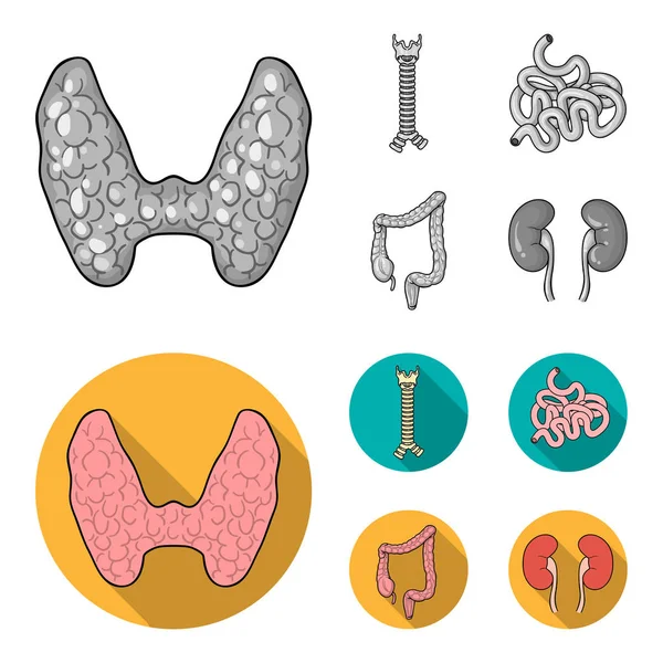 Glándula tiroidea, columna vertebral, intestino delgado, intestino grueso. Los órganos humanos establecen iconos de colección en monocromo, vector de estilo plano símbolo stock ilustración web . — Vector de stock