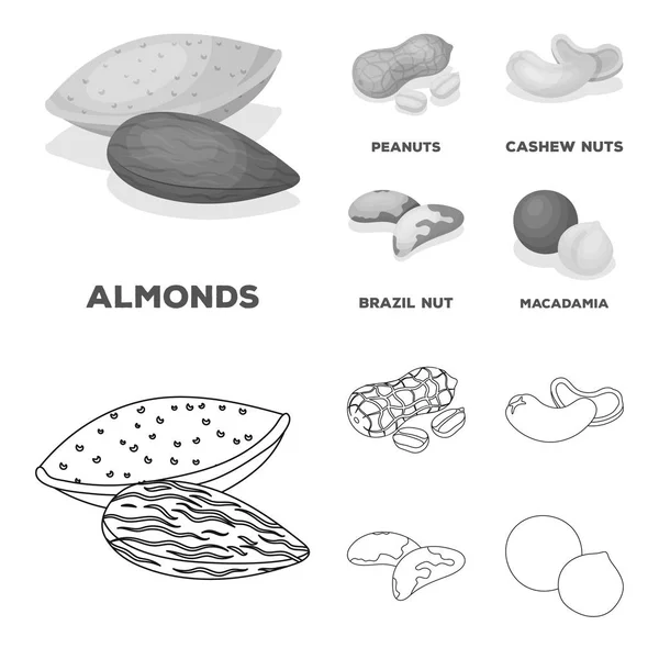 Erdnüsse, Cashewnüsse, Paranüsse, Macadamia.Verschiedene Arten von Nüssen setzen Sammlungssymbole in Umrissen, monochromen Stil Vektor-Symbol Stock Illustration Web. — Stockvektor
