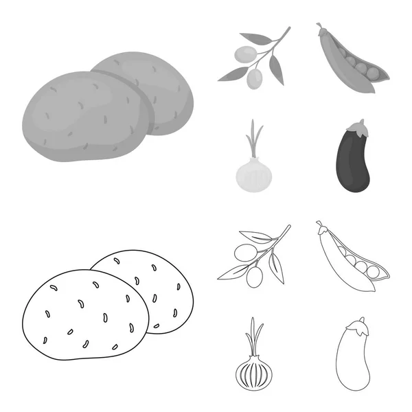 Oliviers sur une branche, pois, oignons, aubergines. Légumes ensemble icônes de la collection dans les grandes lignes, monochrome style vectoriel symbole illustration web . — Image vectorielle