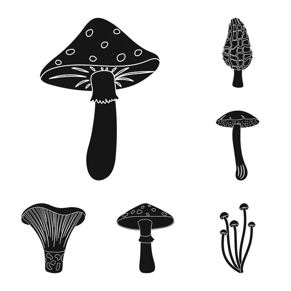 Icônes noires de champignons toxiques et comestibles dans la collection de set pour le design. Différents types de champignons vecteur symbole stock illustration web . — Image vectorielle