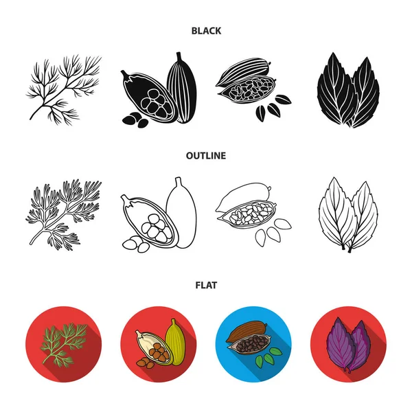 Dereotu, kakao çekirdekleri, fesleğen. Otlar ve baharatlar toplama simgeler siyah, düz, anahat stili vektör simge stok illüstrasyon düz ayarla.