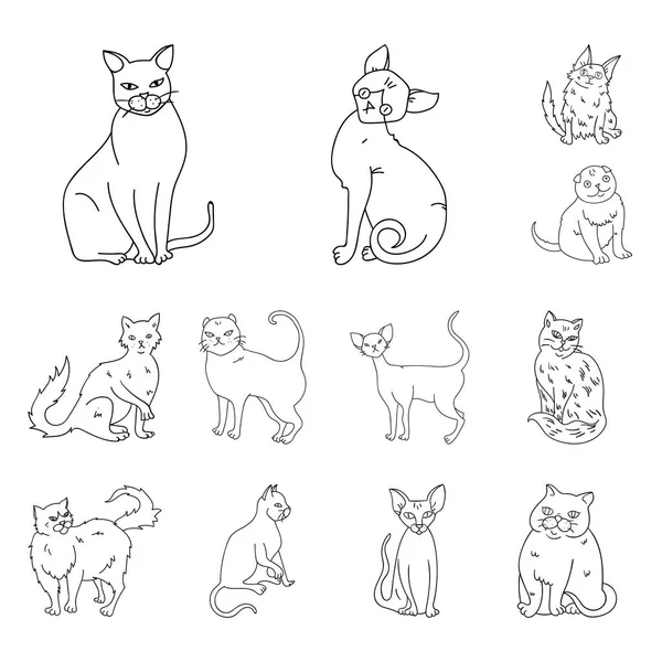 Razas de gatos esbozan iconos en la colección de conjuntos para el diseño. Mascota gato vector símbolo stock web ilustración . — Archivo Imágenes Vectoriales