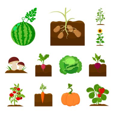 Bitki, sebze karikatür set koleksiyonu tasarım için simgeler. Bahçe ve hasat sembol stok web illüstrasyon vektör.