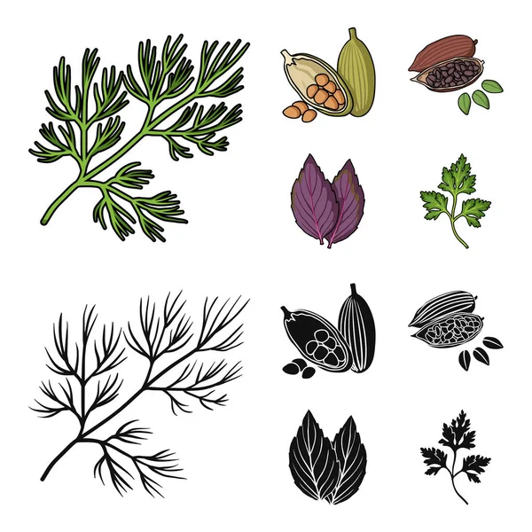 Dill, grãos de cacau, basil.Herbs e especiarias definir ícones de coleção em desenhos animados, vetor de estilo preto símbolo ilustração web . — Vetor de Stock