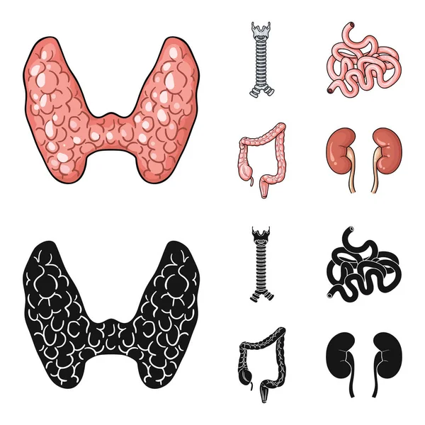 Glándula tiroidea, columna vertebral, intestino delgado, intestino grueso. Los órganos humanos establecen iconos de colección en dibujos animados, negro estilo vector símbolo stock ilustración web . — Vector de stock