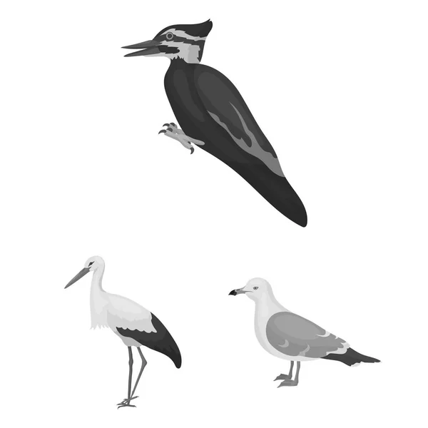 Types of birds monochrome icons in set collection for design. Home and wild bird vector symbol stock web illustration. — Stock Vector